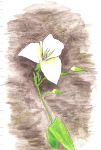 Mariposa Lily Sketch